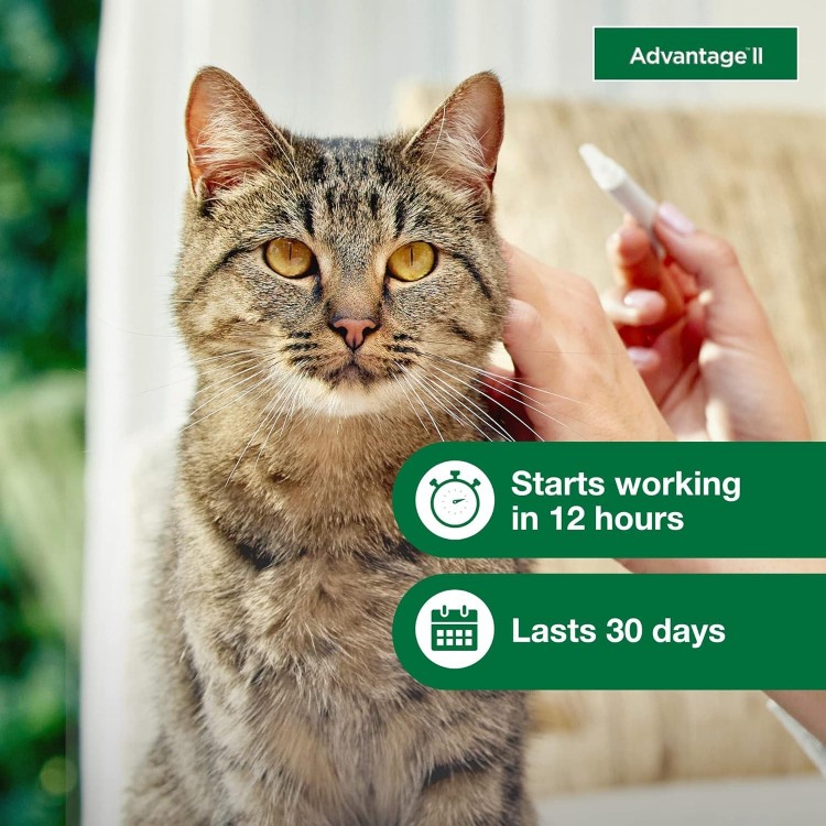 Advantage II Large Cat Vet-Recommended Flea Treatment & Prevention | Cats Over 9 lbs. | 6-Month Supply