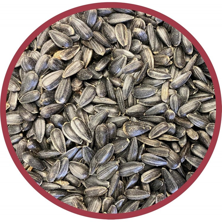 Pennington Select Black Oil Sunflower Seed Wild Bird Feed, 40 lbs