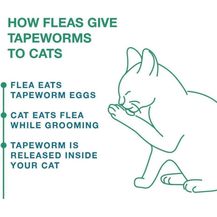 Tapeworm Dewormer for Cats and Kittens