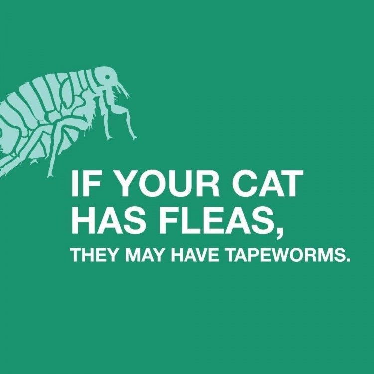 Tapeworm Dewormer for Cats and Kittens