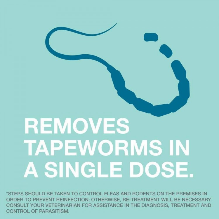 Tapeworm Dewormer for Cats and Kittens