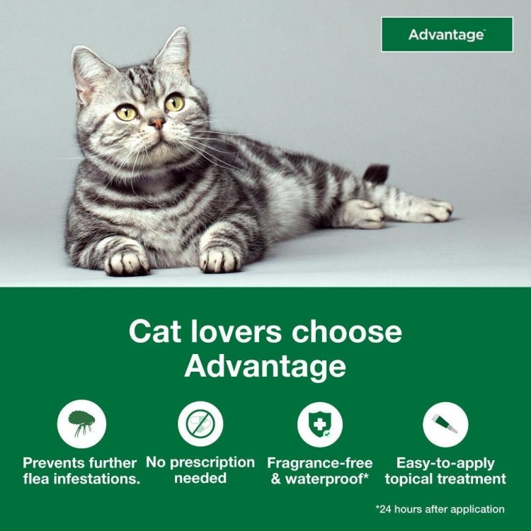 Advantage Topical Cat Flea Treatment and Prevention for Large Cats 9 lbs.+ | 2 Month Supply