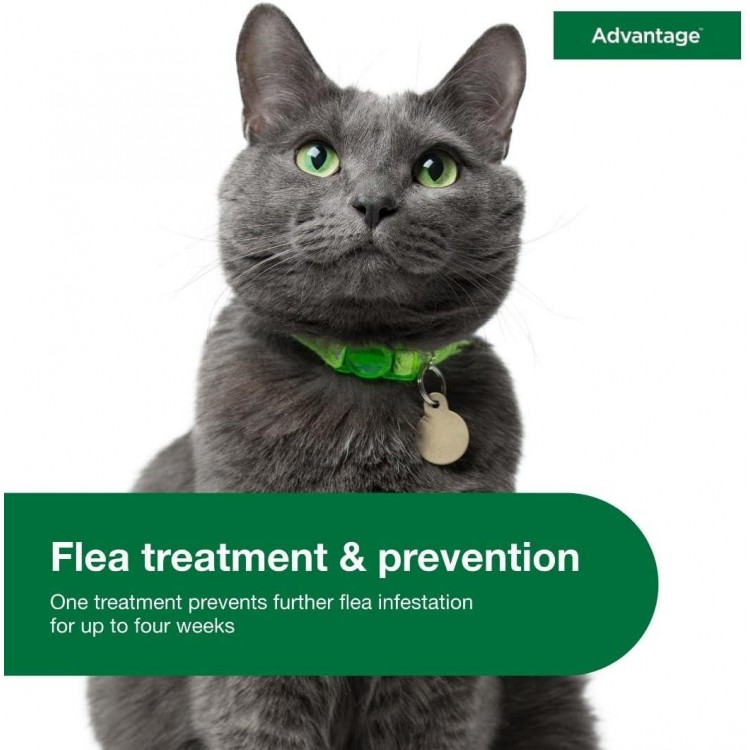 Advantage Topical Cat Flea Treatment and Prevention for Large Cats 9 lbs.+ | 2 Month Supply