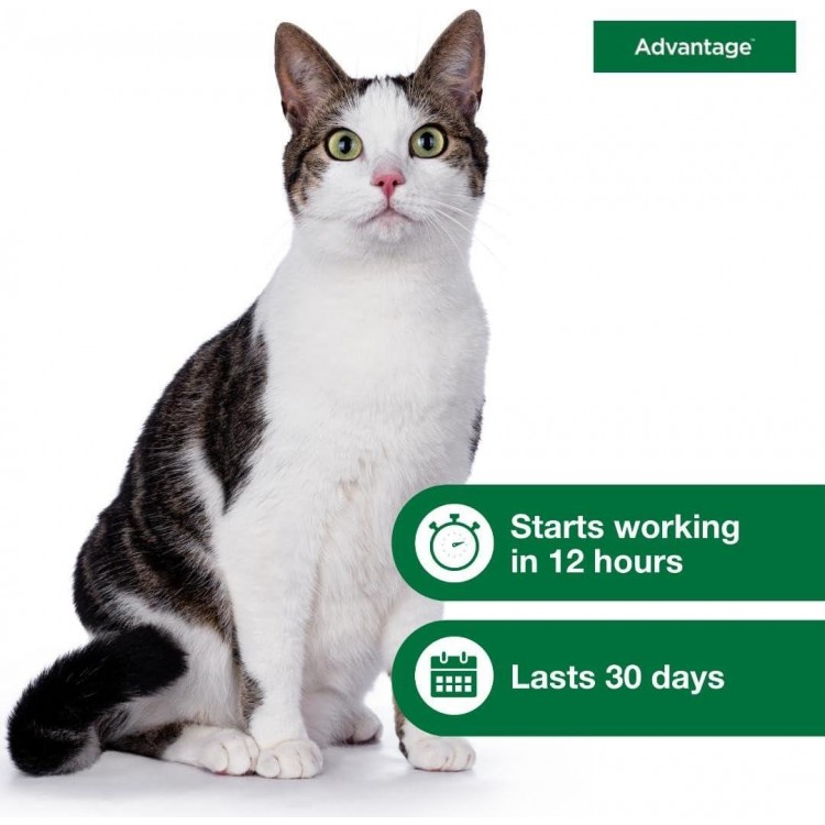 Advantage Topical Cat Flea Treatment and Prevention for Large Cats 9 lbs.+ | 2 Month Supply