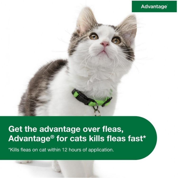 Advantage Topical Cat Flea Treatment and Prevention for Large Cats 9 lbs.+ | 2 Month Supply