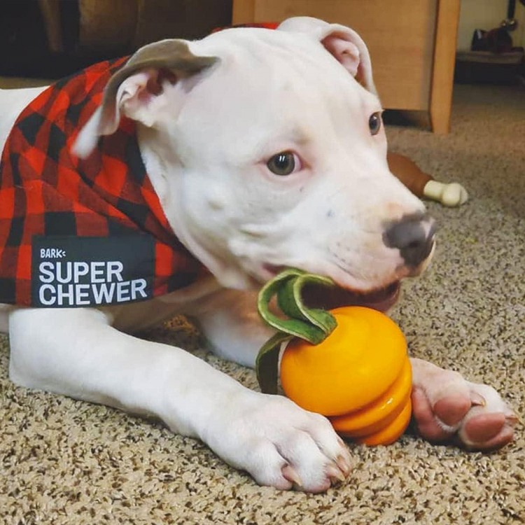 Barkbox Super Chewer Tough Dog Chew Toys for Aggressive Chewers, Treat Dispensing (Carrot - Small)