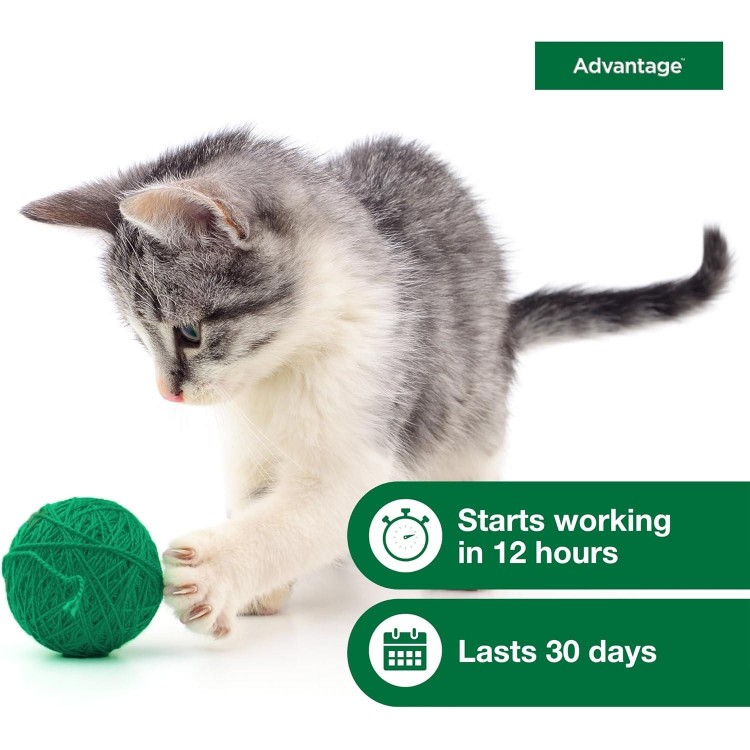 Advantage Topical Cat Flea Treatment and Prevention for Small Cats 2-9 lbs. | 2 Month Supply