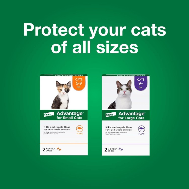 Advantage Topical Cat Flea Treatment and Prevention for Small Cats 2-9 lbs. | 2 Month Supply