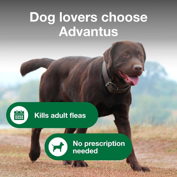 Dog Advantus Chewable Flea Treatment for Dogs 23 - 110 lbs. | 30 ct.